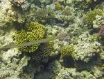 Flötenfische (Fistularia)