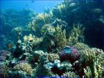 Corallenlandschaft