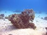 Koralle mit Netz